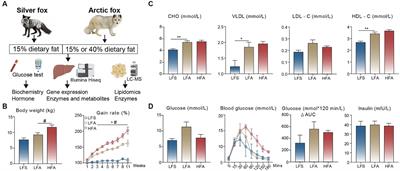 Lipidomic and transcriptomic profiles provide new insights into the triacylglycerol and glucose handling capacities of the Arctic fox